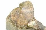 Two Fossil Ammonites (Sphenodiscus & Jeletzkytes) - South Dakota #189353-2